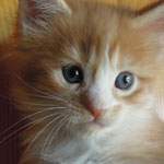 Kotka Maine Coon
