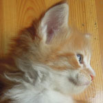Kotka Maine Coon