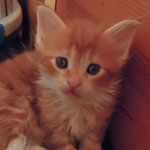 Kotka Maine Coon