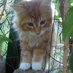 Kotka Maine Coon