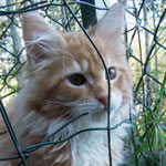 Kotka Maine Coon