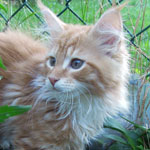 Kotka Maine Coon