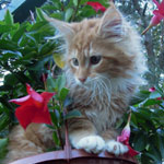 Kotka Maine Coon