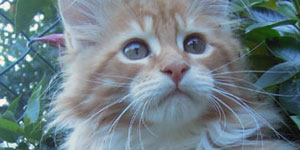 Kotka Maine Coon