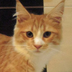 Kotka Maine Coon