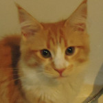 Kotka Maine Coon