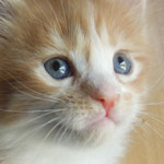 Kotka Maine Coon