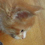 Kotka Maine Coon