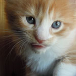 Kotka Maine Coon