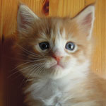 Kotka Maine Coon