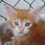 Kotka Maine Coon