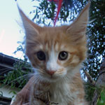 Kotka Maine Coon