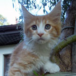 Kotka Maine Coon