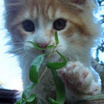 Kotka Maine Coon