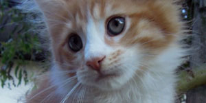 Kotka Maine Coon