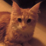 Kotka Maine Coon