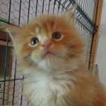 Kocurek Maine Coon