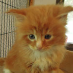 Kocurek Maine Coon