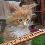 Kocurek Maine Coon
