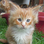 Kocurek Maine Coon