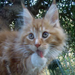 Kocurek Maine Coon