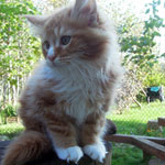 Kocurek Maine Coon