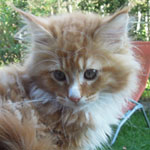 Kocurek Maine Coon