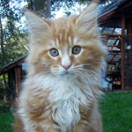 Kocurek Maine Coon