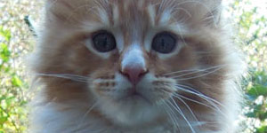 Kocurek Maine Coon
