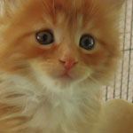 Kotka Maine Coon