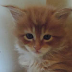 Kotka Maine Coon