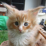 Kotka Maine Coon