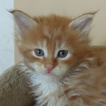 Kotka Maine Coon