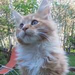 Kotka Maine Coon