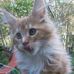 Kotka Maine Coon