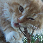 Kotka Maine Coon