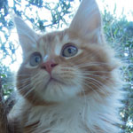 Kotka Maine Coon