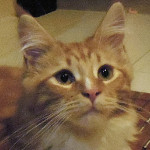 Kotka Maine Coon