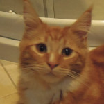 Kotka Maine Coon