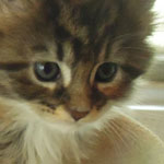 Kotka Maine Coon