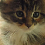 Kotka Maine Coon