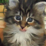 Kotka Maine Coon