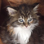Kotka Maine Coon