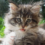 Kotka Maine Coon