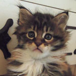 Kotka Maine Coon