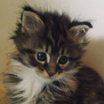 Kotka Maine Coon