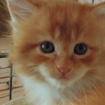 Kotka Maine Coon
