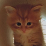 Kotka Maine Coon