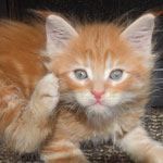 Kotka Maine Coon