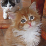 Kotka Maine Coon